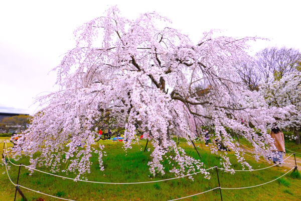 梅小路公園(京都)でお花見